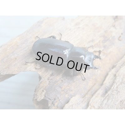 画像5: ★稀少人気種★ラティオキナティブスコクワガタ♂30ミリ♀30ミリペア＋♀28ミリトリオ販売！！