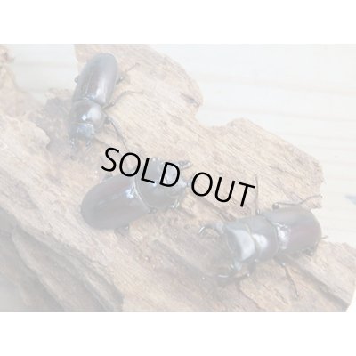 画像6: ★稀少人気種★ラティオキナティブスコクワガタ♂30ミリ♀30ミリペア＋♀28ミリトリオ販売！！