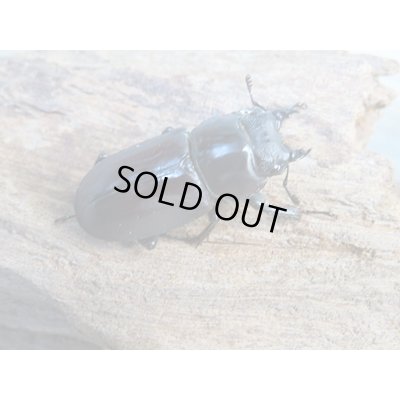 画像4: ★稀少人気種★ラティオキナティブスコクワガタ♂30ミリ♀30ミリペア＋♀28ミリトリオ販売！！