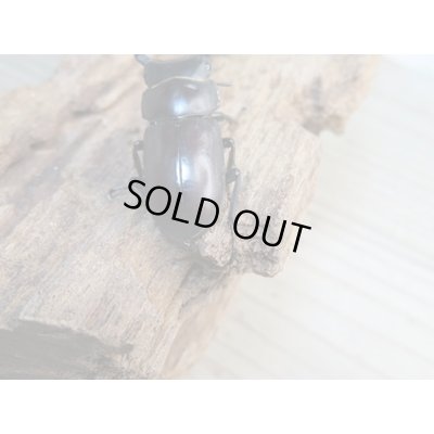 画像3: ★稀少人気種★ラティオキナティブスコクワガタ♂30ミリ♀30ミリペア＋♀28ミリトリオ販売！！