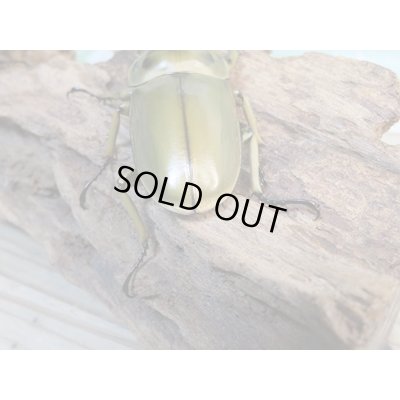 画像3: 美麗新成虫☆タイ産☆ババオウゴンオニクワガタ♂68ミリ♀45ミリペア+♀43ミリトリオ販売!!