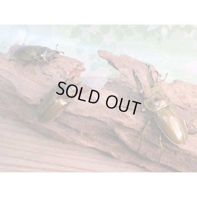 画像6: 美麗新成虫☆タイ産☆ババオウゴンオニクワガタ♂68ミリ♀45ミリペア+♀43ミリトリオ販売!!