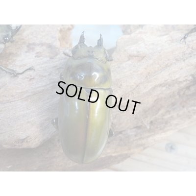 画像5: 美麗新成虫☆タイ産☆ババオウゴンオニクワガタ♂68ミリ♀45ミリペア+♀43ミリトリオ販売!!