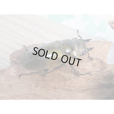 画像4: 美麗新成虫☆タイ産☆ババオウゴンオニクワガタ♂68ミリ♀45ミリペア+♀43ミリトリオ販売!!