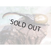 ☆新成虫☆D.H.リッキー♂130ミリ♀61ミリペア販売！！