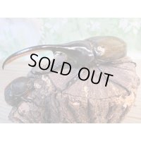 ☆新成虫☆D.H.リッキー♂137ミリ♀65ミリペア販売！！