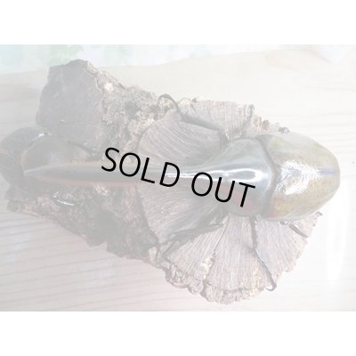 画像2: ☆新成虫☆D.H.リッキー♂137ミリ♀65ミリペア販売！！