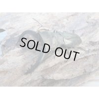新成虫☆ベララベラ産☆スぺキオススホソアカクワガタ♂52ミリ♀26ミリペア販売！！
