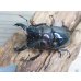 画像2: 新成虫☆レギウスオオツヤクワガタ（赤レギ）♂65ミリ♀47ミリペア販売！！ (2)