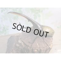 ☆新成虫☆D.H.ヘラクレス♂141ミリ♀64ミリペア販売！！