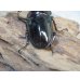 画像3: 新成虫☆レギウスオオツヤクワガタ（赤レギ）♂65ミリ♀47ミリペア販売！！ (3)