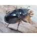 画像4: 新成虫☆レギウスオオツヤクワガタ（赤レギ）♂65ミリ♀47ミリペア販売！！ (4)