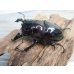 画像1: 新成虫☆レギウスオオツヤクワガタ（赤レギ）♂65ミリ♀47ミリペア販売！！ (1)