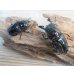 画像5: 新成虫☆レギウスオオツヤクワガタ（赤レギ）♂65ミリ♀47ミリペア販売！！ (5)