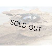 ☆新成虫☆ドンキエルハンプイ（黒ドンキ）♂60ミリ♀41ミリペア販売！！