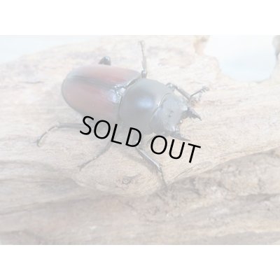 画像4: 新成虫☆WF2☆マクレイコクワガタ♂54ミリ♀37ミリペア＋♀34ミリ計3頭トリオ販売！！