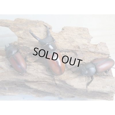 画像6: 新成虫☆WF2☆マクレイコクワガタ♂54ミリ♀37ミリペア＋♀34ミリ計3頭トリオ販売！！