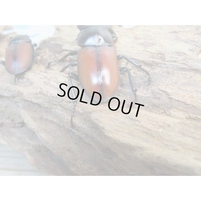 画像3: 新成虫☆WF2☆マクレイコクワガタ♂54ミリ♀37ミリペア＋♀34ミリ計3頭トリオ販売！！