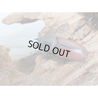 画像5: 新成虫☆WF2☆マクレイコクワガタ♂54ミリ♀37ミリペア＋♀34ミリ計3頭トリオ販売！！