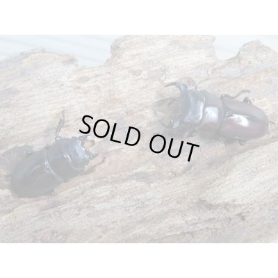 画像5: ★稀少人気種★ラティオキナティブスコクワガタ♂31ミリ♀27ミリペア販売！！