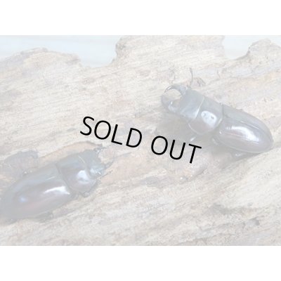 画像5: ★稀少人気種★ラティオキナティブスコクワガタ♂32ミリ♀30ミリペア販売！！