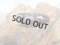 ★稀少人気種★ラティオキナティブスコクワガタ♂32ミリ♀30ミリペア販売！！