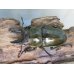 画像2: 美麗新成虫☆タイ産☆ババオウゴンオニクワガタ♂51ミリ♀43ミリペア＋♀40ミリトリオ販売！！ (2)