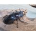 画像4: ☆新成虫☆ムラトゥス産！マンディブラリスフタマタクワガタ♂71ミリ♀42ミリペア販売！！ (4)