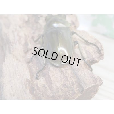 画像3: 美麗新成虫☆タイ産☆ババオウゴンオニクワガタ♂51ミリ♀43ミリペア＋♀40ミリトリオ販売！！