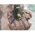 画像3: 美麗新成虫☆タイ産☆ババオウゴンオニクワガタ♂51ミリ♀43ミリペア＋♀40ミリトリオ販売！！