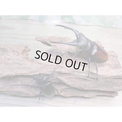 画像5: ☆大型新成虫☆ツカモトフタマタクワガタ♂86ミリ♀42ミリペア販売！！