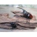 画像5: ☆大型新成虫☆ツカモトフタマタクワガタ♂86ミリ♀42ミリペア販売！！ (5)