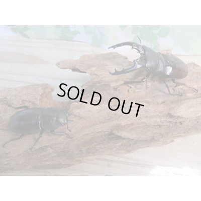 画像5: ☆新成虫☆ボーリンフタマタクワガタ（亜種バミノルム）♂68ミリ♀44ミリペア販売！！