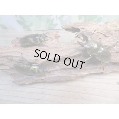 画像6: 美麗新成虫☆タイ産☆ババオウゴンオニクワガタ♂51ミリ♀43ミリペア＋♀40ミリトリオ販売！！