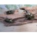 画像6: 美麗新成虫☆タイ産☆ババオウゴンオニクワガタ♂51ミリ♀43ミリペア＋♀40ミリトリオ販売！！