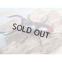 ☆新成虫☆ムラトゥス産！マンディブラリスフタマタクワガタ♂71ミリ♀42ミリペア販売！！