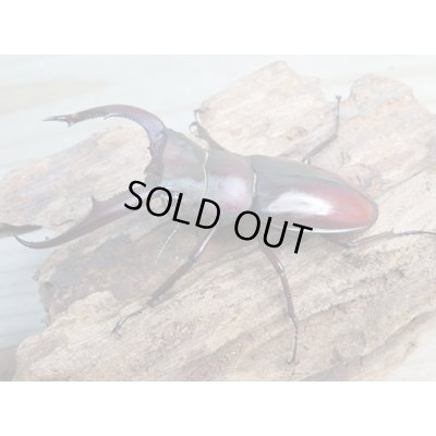 画像1: ☆新成虫☆ムラトゥス産！マンディブラリスフタマタクワガタ♂71ミリ♀42ミリペア販売！！