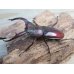 画像1: ☆新成虫☆ムラトゥス産！マンディブラリスフタマタクワガタ♂71ミリ♀42ミリペア販売！！ (1)