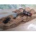 画像5: ☆新成虫☆ムラトゥス産！マンディブラリスフタマタクワガタ♂71ミリ♀42ミリペア販売！！ (5)
