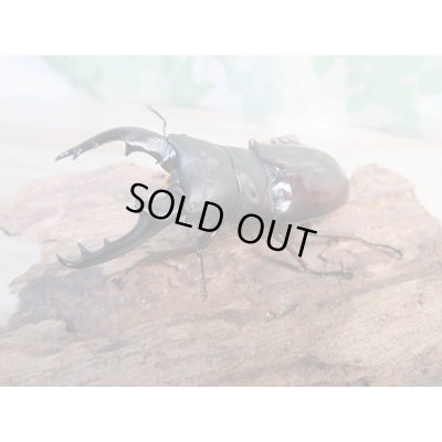 画像1: ☆新成虫☆ボーリンフタマタクワガタ（亜種バミノルム）♂68ミリ♀44ミリペア販売！！