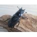 画像4: ☆大型新成虫☆ツカモトフタマタクワガタ♂86ミリ♀42ミリペア販売！！ (4)