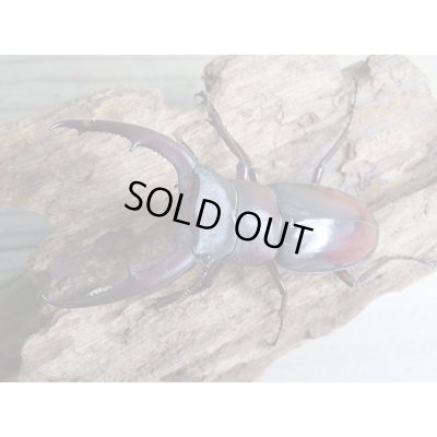画像2: ☆新成虫☆ムラトゥス産！マンディブラリスフタマタクワガタ♂71ミリ♀42ミリペア販売！！