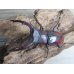 画像2: ☆新成虫☆ムラトゥス産！マンディブラリスフタマタクワガタ♂71ミリ♀42ミリペア販売！！ (2)