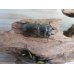 画像5: 美麗新成虫☆タイ産☆ババオウゴンオニクワガタ♂51ミリ♀43ミリペア＋♀40ミリトリオ販売！！