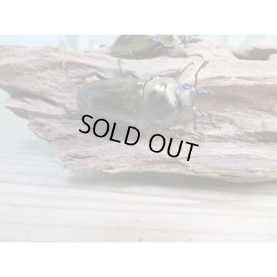 画像4: 美麗新成虫☆タイ産☆ババオウゴンオニクワガタ♂51ミリ♀43ミリペア＋♀40ミリトリオ販売！！