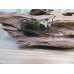 画像4: 美麗新成虫☆タイ産☆ババオウゴンオニクワガタ♂51ミリ♀43ミリペア＋♀40ミリトリオ販売！！