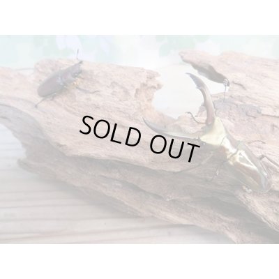 画像5: ☆新成虫☆メタリフェルホソアカクワガタ（サンギレンシス）♂50ミリ♀フリーサイズペア販売！！