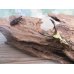 画像5: ☆新成虫☆メタリフェルホソアカクワガタ（サンギレンシス）♂50ミリ♀フリーサイズペア販売！！ (5)