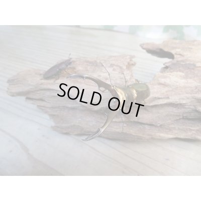 画像5: ☆新成虫☆メタリフェルホソアカクワガタ（サンギレンシス）♂61ミリ♀フリーサイズペア販売！！