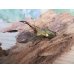 画像1: ☆新成虫☆メタリフェルホソアカクワガタ（サンギレンシス）♂50ミリ♀フリーサイズペア販売！！ (1)